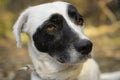 Cute black and white dog looking at the distance. Cute expression Royalty Free Stock Photo