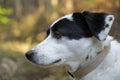 Cute black and white dog looking at the distance. Side view Royalty Free Stock Photo