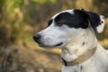 Cute black and white dog looking at the distance. Side view Royalty Free Stock Photo