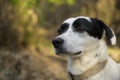 Cute black and white dog looking at the distance. Side view Royalty Free Stock Photo