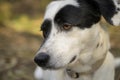 Cute black and white dog looking at the distance. Side view Royalty Free Stock Photo