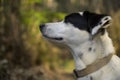 Cute black and white dog sniffing with eyes closed, looking at the distance. Side view Royalty Free Stock Photo