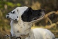 Cute black and white dog sniffing with eyes closed, looking at the distance. Side view Royalty Free Stock Photo
