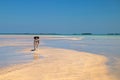 Cute black white dog on tropical sandy beach Florida