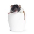 Cute black and white dumbo rats on white background.