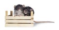 Cute black and white dumbo rats on white background.