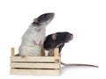 Cute black and white dumbo rats on white background.