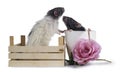 Cute black and white dumbo rats on white background.