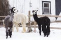 Cute black and white faced tricoloured alpaca standing in fresh snow in a pen, with two other animals in soft focus background, Qu