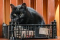 Cute black and white fluffy cat sitting in a wicker basket and looking left Royalty Free Stock Photo