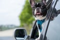 Cute black and white French Bulldog dog standing and looking out of open car window Royalty Free Stock Photo