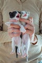 Cute black, white and gray kitten in volunteer hands close up Royalty Free Stock Photo