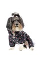 Cute black, white and grey Bichon Havanese dog dressed with warm, winter coat with legs in dark navy blue color on pink dots. Dog