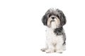 Cute, black white and grey Bichon Havanese dog sitting obedient and looking to the camera. Isolated on white background Royalty Free Stock Photo
