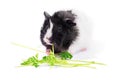 Cute black and white guinea pig eating parsley Royalty Free Stock Photo