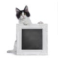 Black and white harlequin Maine Coon kitten on white Royalty Free Stock Photo