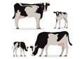 Cute of black and white holstein cow and calves