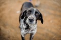 Cute black and white homeless dog looking at camera Royalty Free Stock Photo