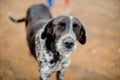 Cute black and white homeless dog looking at camera narrowing eyes Royalty Free Stock Photo