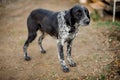 Cute black and white homeless dog standing on the ground and looking at camera Royalty Free Stock Photo