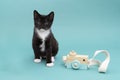 Cute black and white kitten, cat in a blue studio setting with a toy camera looking at the lens Royalty Free Stock Photo