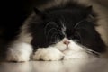 Cute black and white kitten cat sleeping on the floor in the room at sunday morning with warm sunlight in summer time