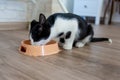 Cute black and white kitten drinks milk from a cup on the floor. Pet food. Royalty Free Stock Photo