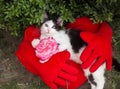Cute black and white kitten is resting on a red soft pillow with hands and a rose flower Royalty Free Stock Photo