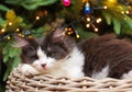 Kitten Lying in Basket before on a Christmas Tree Royalty Free Stock Photo