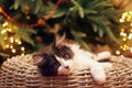 Kitten Lying in Basket before on a Christmas Tree Royalty Free Stock Photo