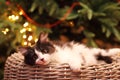 Kitten Lying in Basket before on a Christmas Tree Royalty Free Stock Photo