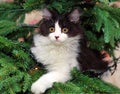 Kitten Lying on a Christmas Tree Royalty Free Stock Photo