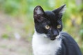 Cute black and white kitten staring at something outdoor