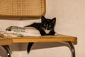 Cute black and white kitty laying on a chair. Royalty Free Stock Photo