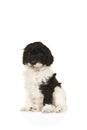 Cute black and white labradoodle puppy sitting seen from the side isolated on a white background looking at the camera, with space Royalty Free Stock Photo