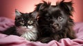 Cute black and white kitten and chihuahua puppy on pink background