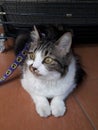 Cute black and white marble adult 4 year old big cat fluffy long tail lay on brown tile in front cage purple leash white paws