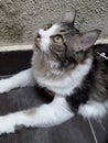 Cute black and white marble adult 4 year old big cat fluffy long tail lay on dark brown tile wear harness look up stare at the sky Royalty Free Stock Photo