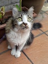 Cute black and white marble adult 4 year old big cat fluffy long tail look up stare at sky purple leash Royalty Free Stock Photo