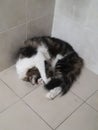 Cute black and white marble adult 4 year old big cat fluffy long tail sleep on bathroom toilet tile cover face with paws toebeans Royalty Free Stock Photo