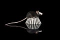 Cute black and white mouse seen from the side on a black background Royalty Free Stock Photo