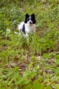 Cute black and white mutt smiling Royalty Free Stock Photo