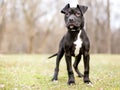 A cute black and white Pit Bull Terrier mixed breed puppy Royalty Free Stock Photo