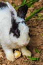 Cute black and white rabbit Royalty Free Stock Photo