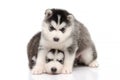 Cute black and white siberian husky puppy sitting and looking on