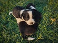 A cute black and white spotted puppy is playing in garden with another purry Royalty Free Stock Photo