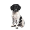 Black and white spotted puppy, isolated on white background Royalty Free Stock Photo