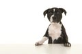 Cute stafford terrier puppy looking up standig on a white background