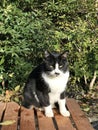 A cute black and white tabby cat is sitting on the wooden bench. Royalty Free Stock Photo