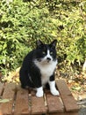 A cute black and white tabby cat is sitting on the wooden bench. Royalty Free Stock Photo